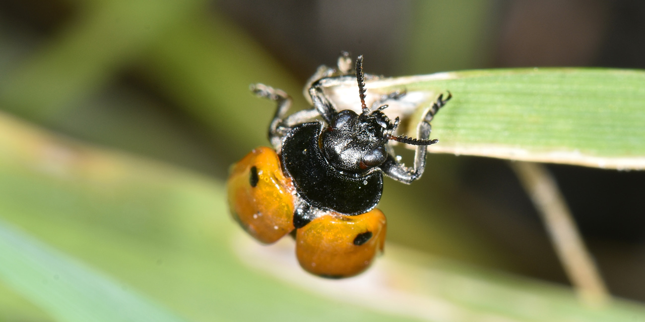 Chrysomelidae:  Clytra sp.?  S ! Clytra cfr. quadripunctata